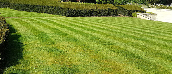 Lawn Care and Establishment We can take care of mowing, We take the time assessing the soil structure, the best variety of grass, and the light and drainage conditions, and then preparing the area for turf laying, so your lawn will flourish. , hedge trimming, shrubbery care, and clearing leaves to make the garden look fresh and new once more. 