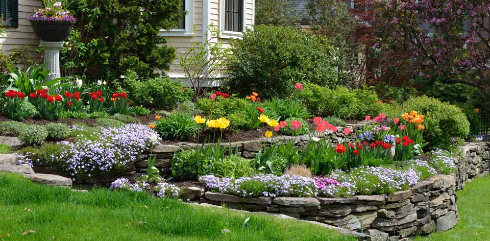 hillside landscaping with natural stones, tulips and flox