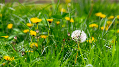 dandelions and other weeds among the grass