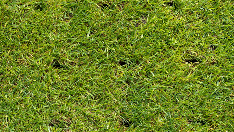 lawn with holes on a football field after aerating