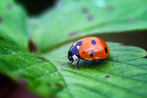ladybird on leaf